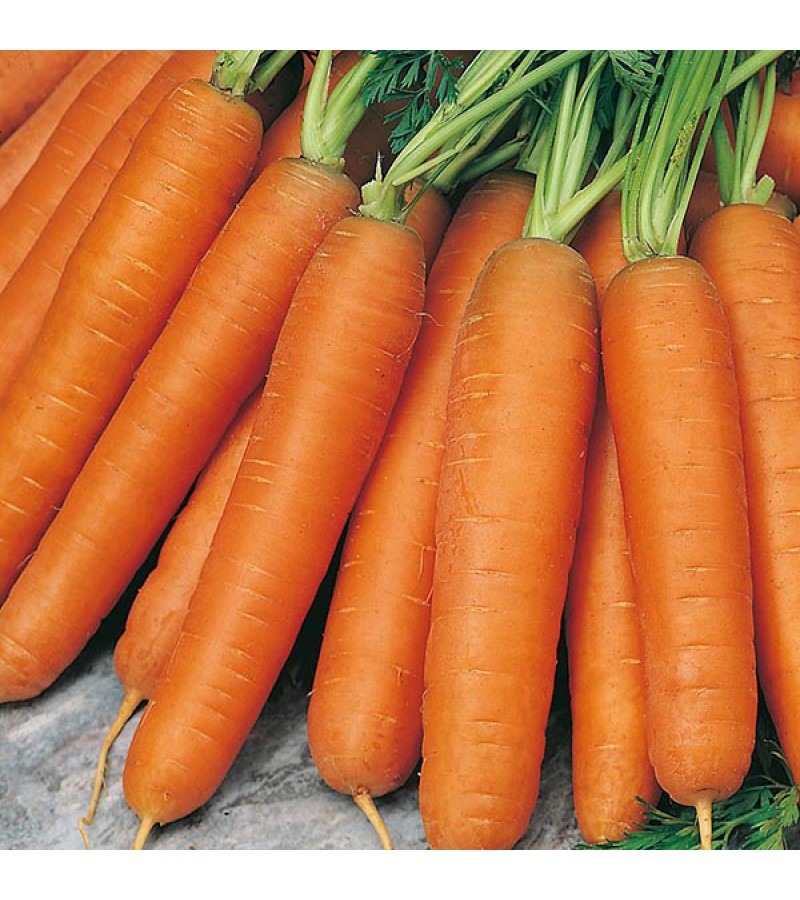 Mr Fothergill's Carrot Nantes 5 Seeds (2000 Pack)