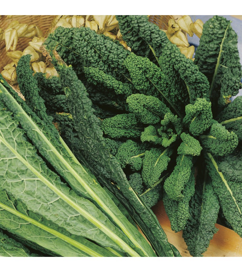 Mr Fothergill's Kale Nero di Toscana Seeds (400 Pack)