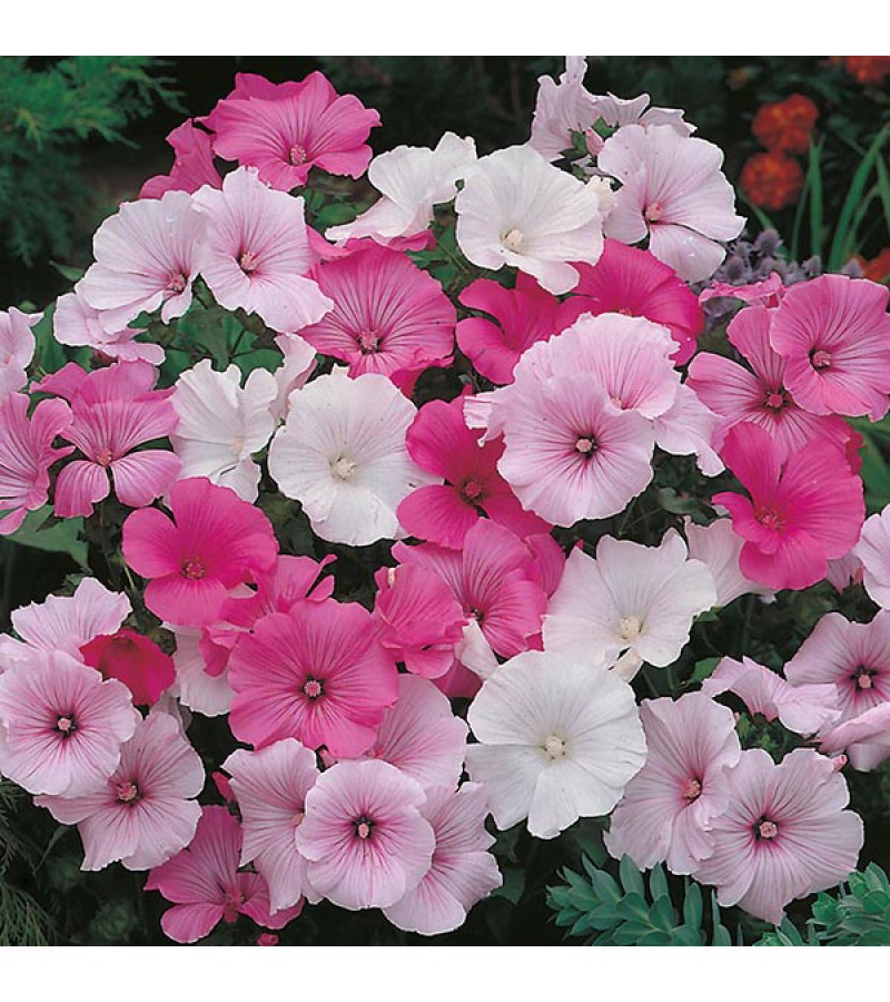 Mr Fothergill's Lavatera Parade Mixed Seeds (75 Pack)