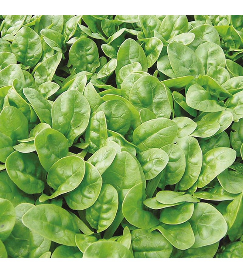 Mr Fothergill's Spinach Emilia F1 Seeds (300 Pack)