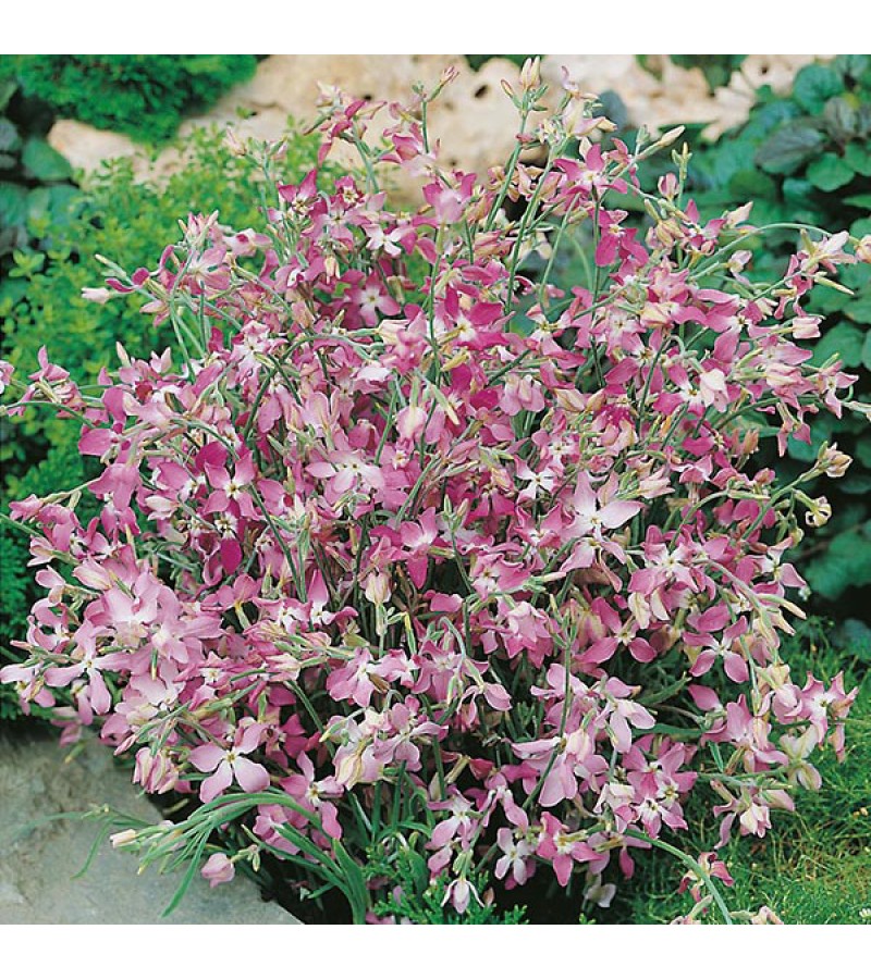Mr Fothergill's Stock Night Scented Seeds (1500 Pack)