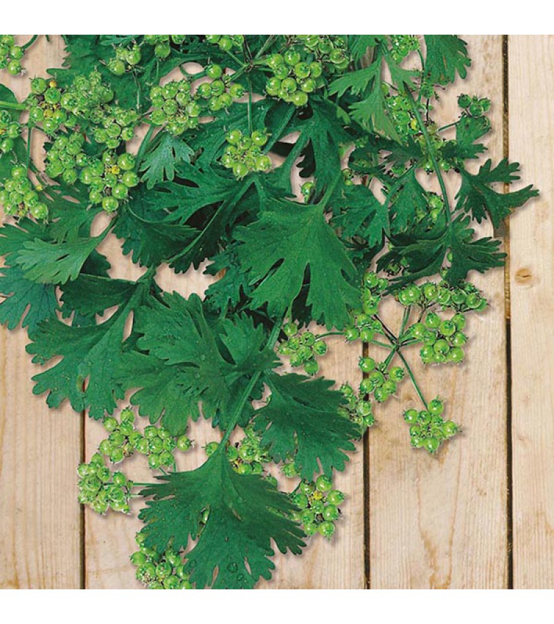 Mr Fothergill's Coriander for Seed (150 Pack)