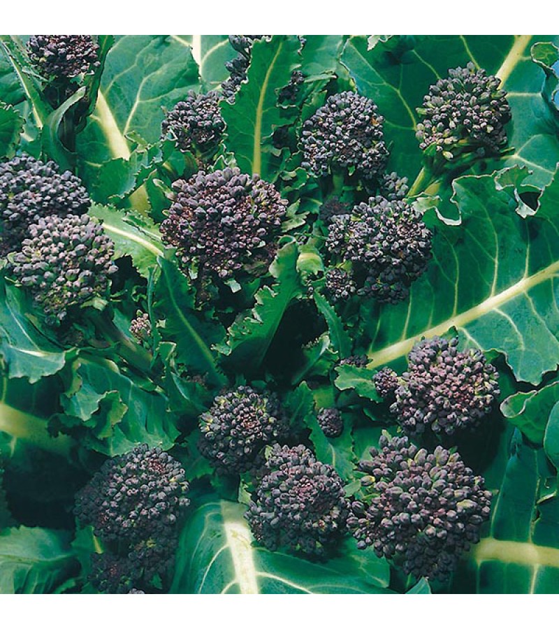 Mr Fothergill's Broccoli (Sprouting) Early Purple Sprouting Seeds (500 Pack)