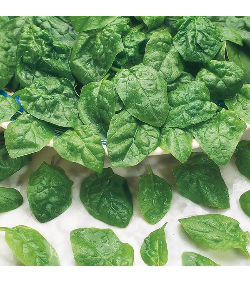 Mr Fothergill's Spinach Samish F1 Seeds (250 Pack)