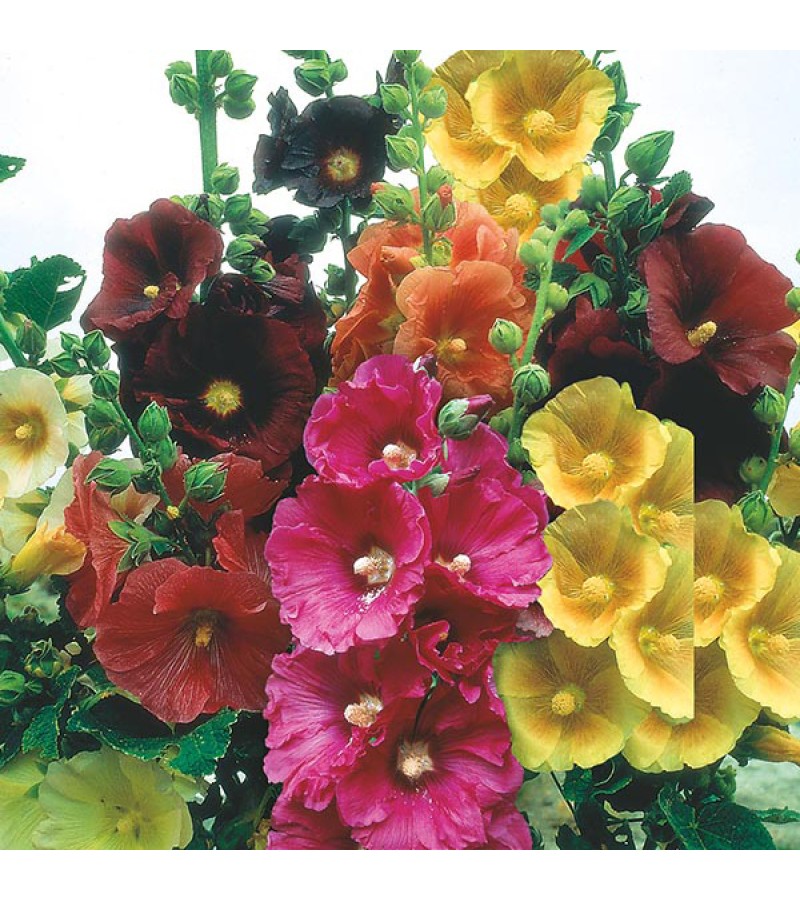 Mr Fothergill's Hollyhock Giant Single Mixed Seeds (50 Pack)