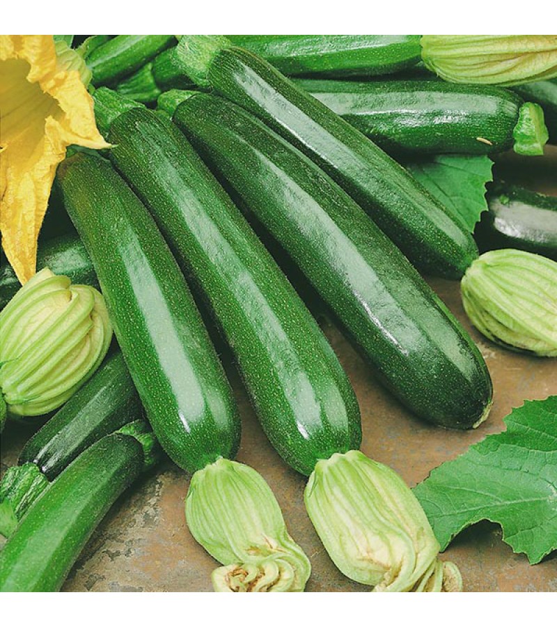 Mr Fothergill's Courgette Firenze F1 Seeds (10 Pack)