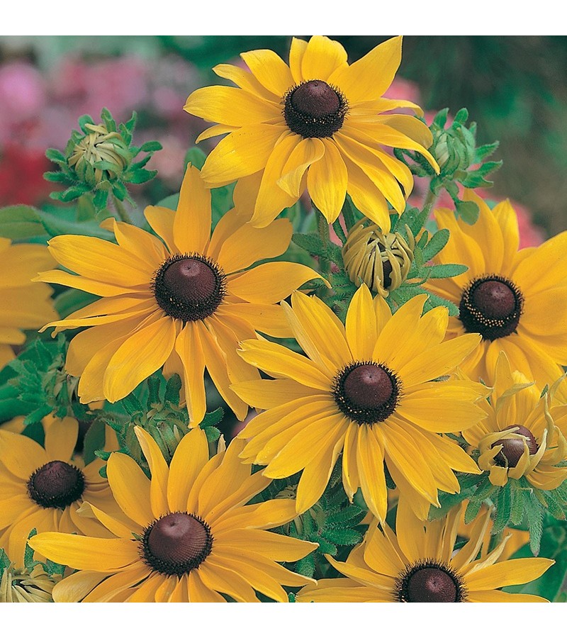 Mr Fothergill's Rudbeckia Marmalade Seeds (500 Pack)