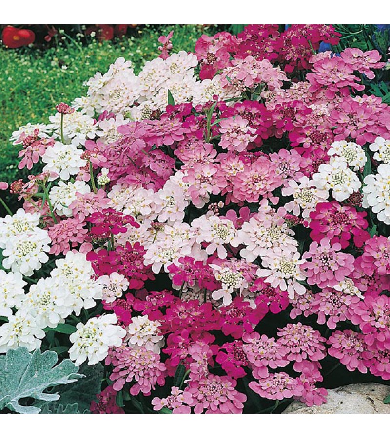 Mr Fothergill's Candytuft Fairy Mixed Seeds (500 Pack)