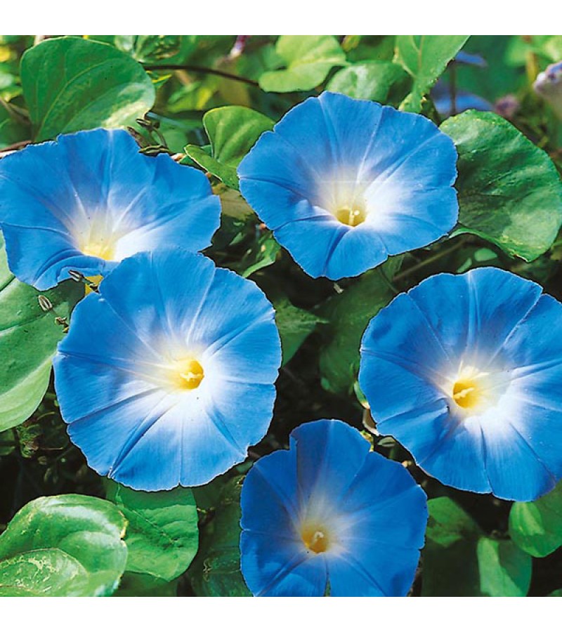 Mr Fothergill's Morning Glory Heavenly Blue Seeds (45 Pack)