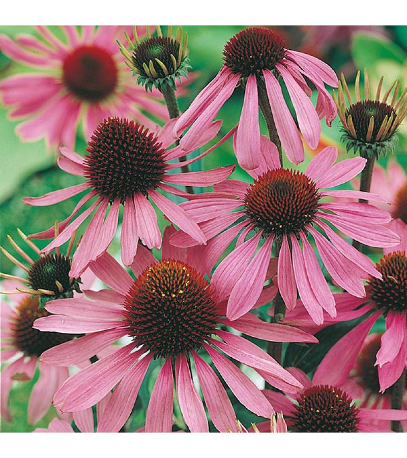 Mr Fothergill's Echinacea Large Flowered Purple Coneflower Seeds (50 Pack)