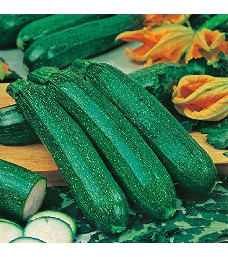 Mr Fothergill's Courgette All Green Bush Seeds (20 Pack)