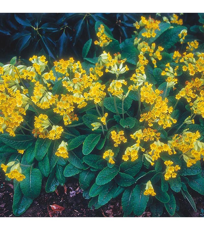 Mr Fothergill's Primula Cowslip Seeds (75 Pack)