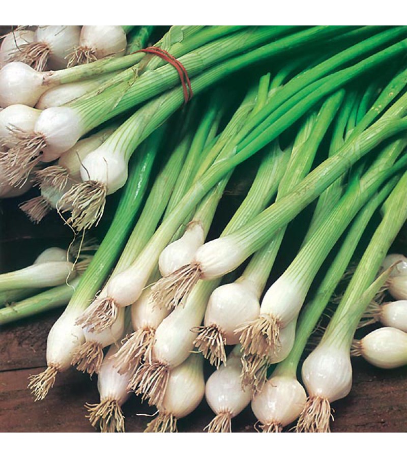Mr Fothergill's Onion (Spring) White Lisbon Seeds (650 Pack)