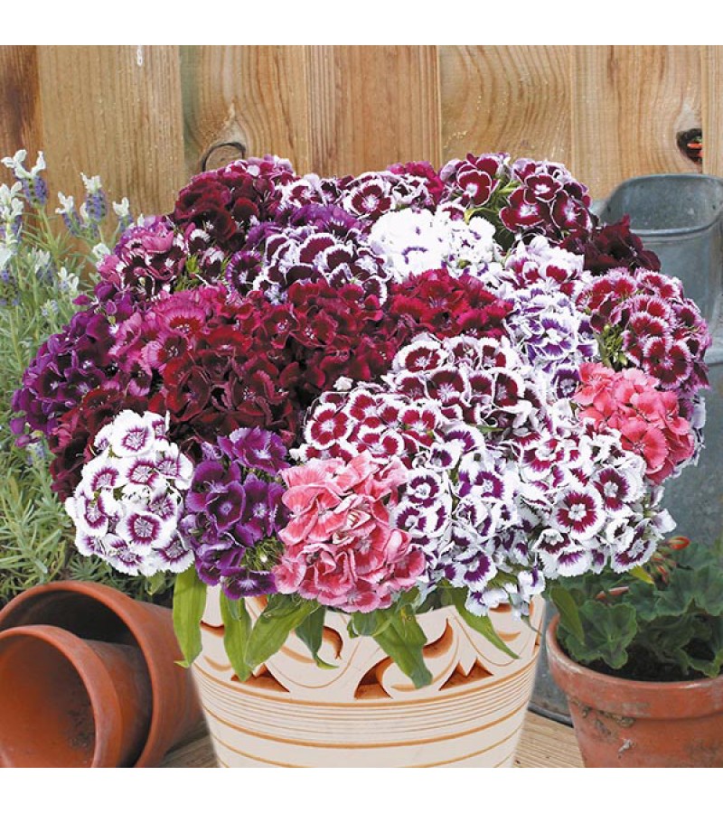 Mr Fothergill's Sweet William Electron Seeds (200 Pack)
