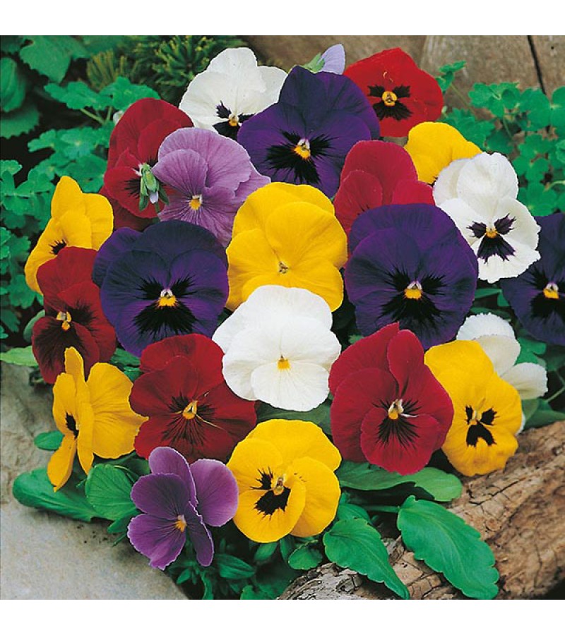 Mr Fothergill's Pansy Mr F's Early Mixed F1 Seeds (50 Pack)
