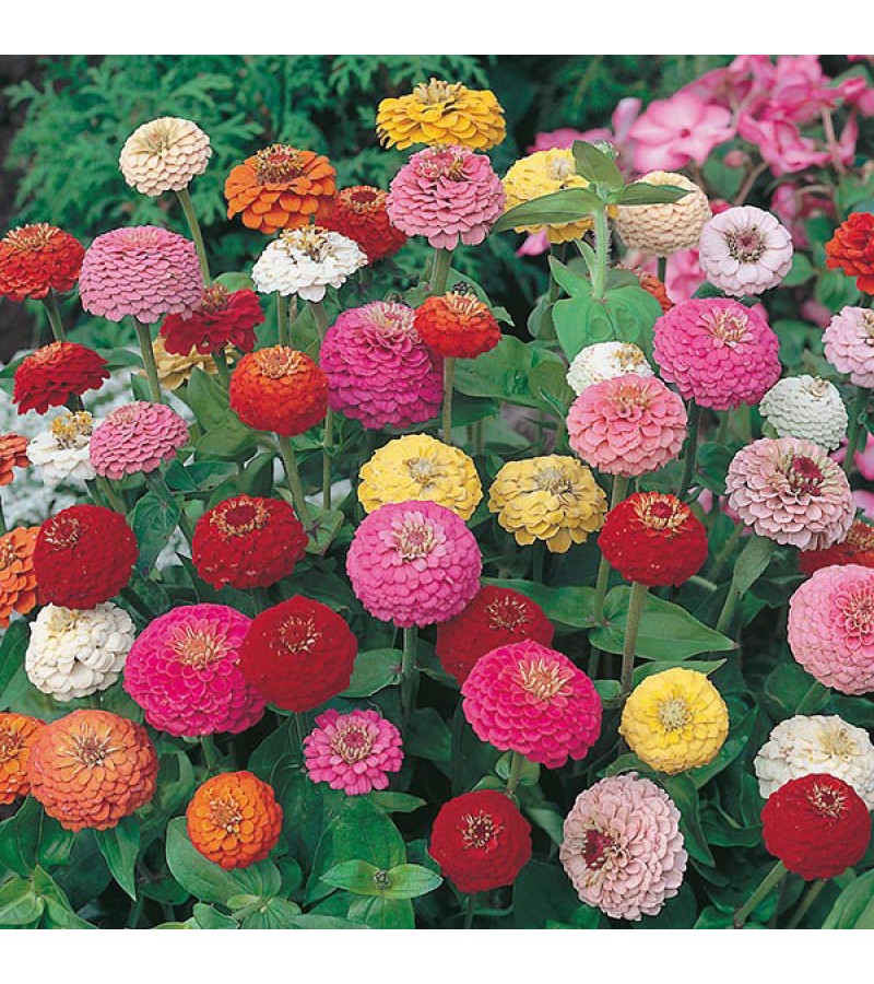 Mr Fothergill's Zinnia Sunbow Mixed Seeds (75 Pack)