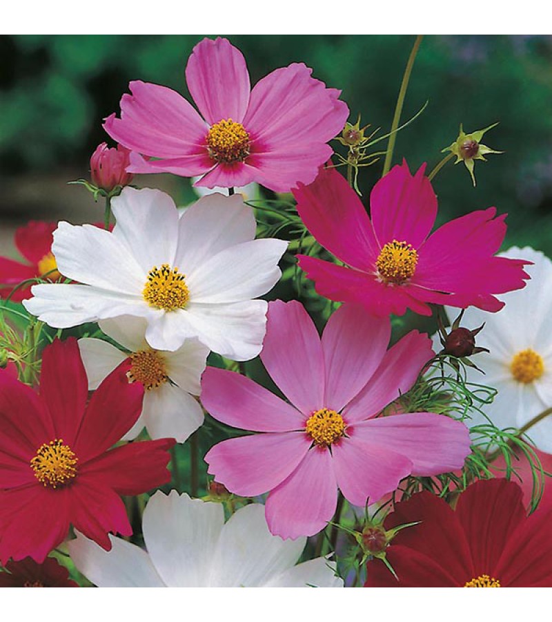 Mr Fothergill's Cosmos Sensation Mixed Seeds