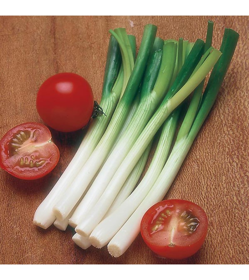 Mr Fothergill's Onion (Spring) Ramrod Seeds (500 Pack)