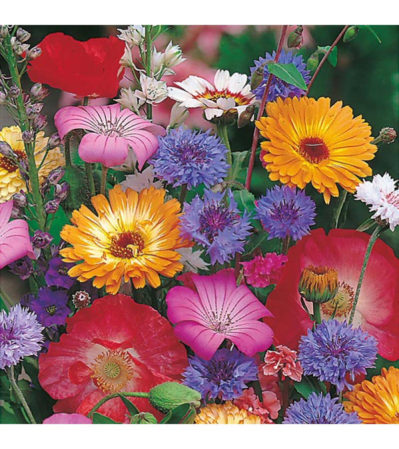 Mr Fothergill's Mixed Annuals Seeds (200 Pack)