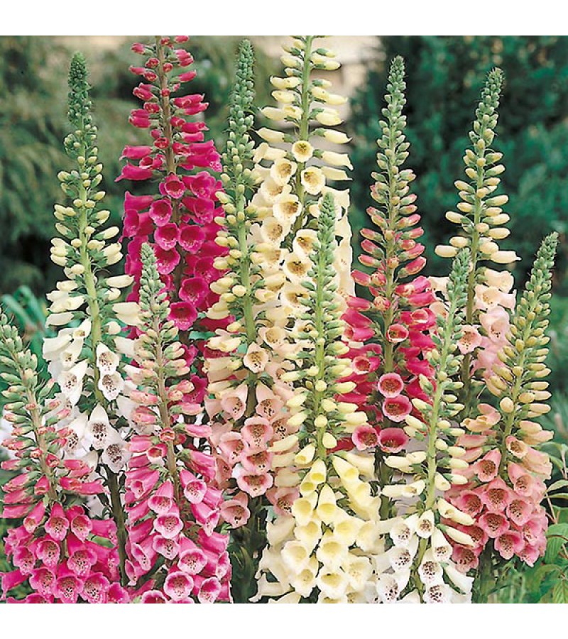 Mr Fothergill's Foxglove Excelsior Mixed (2500 Pack)