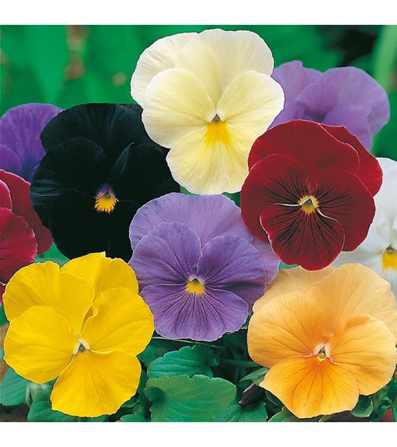 Mr Fothergill's Pansy Clear Crystals Mixed Seeds (120 Pack)