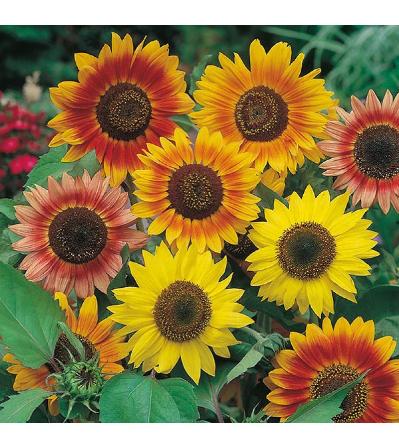 Mr Fothergill's Sunflower Sunburst Seeds (50 Pack)