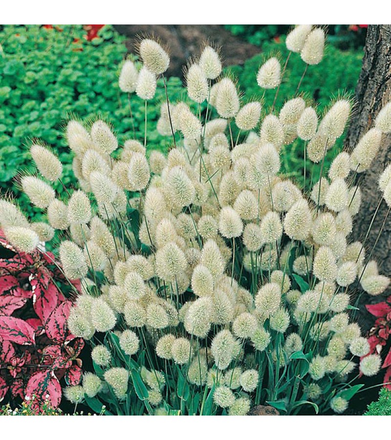 Mr Fothergill's Grass Bunny Tails Seeds (200 Pack)
