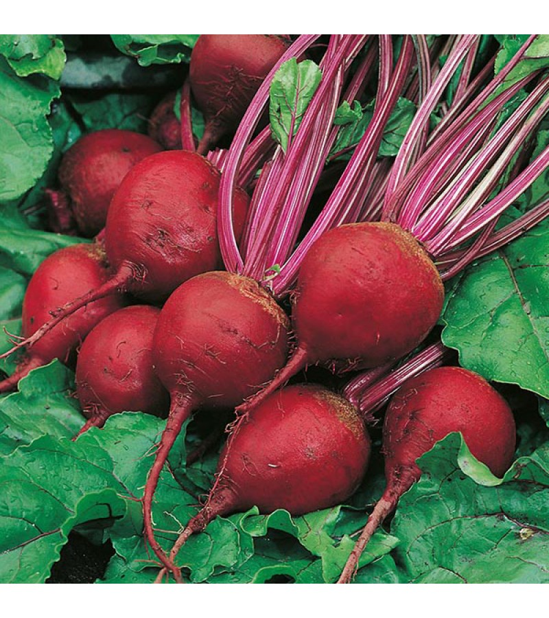 Mr Fothergill's Beetroot Perfect 3 Seeds (275 Pack)