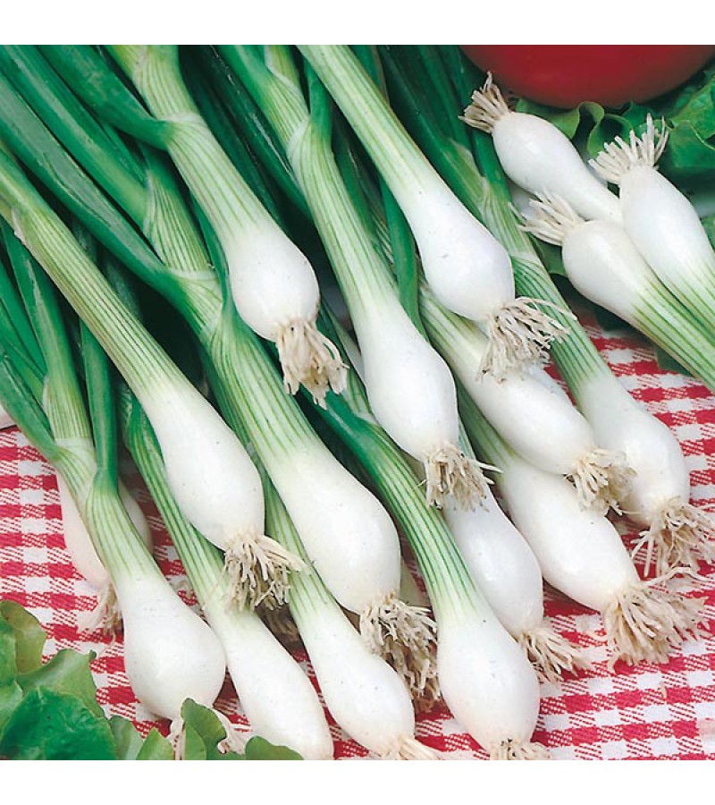Mr Fothergill's Onion (Spring) White Lisbon Winter Hardy Seeds (650 Pack)