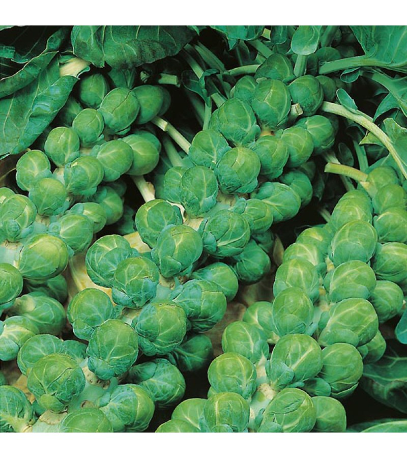 Mr Fothergill's Brussels Sprout Evesham Special Seeds (500 Pack)
