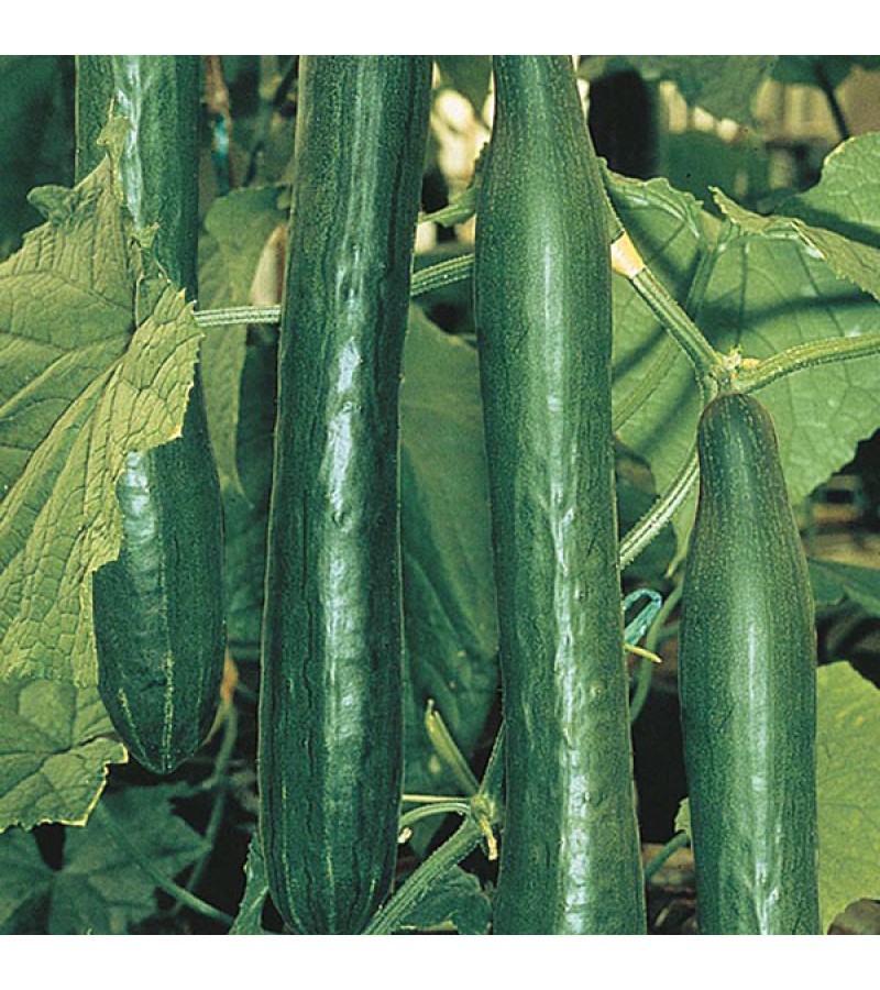 Mr Fothergill's Cucumber Telepathy F1 Seeds (10 Pack)