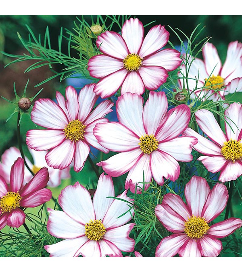 Mr Fothergill's Cosmos Candy Stripe Seeds