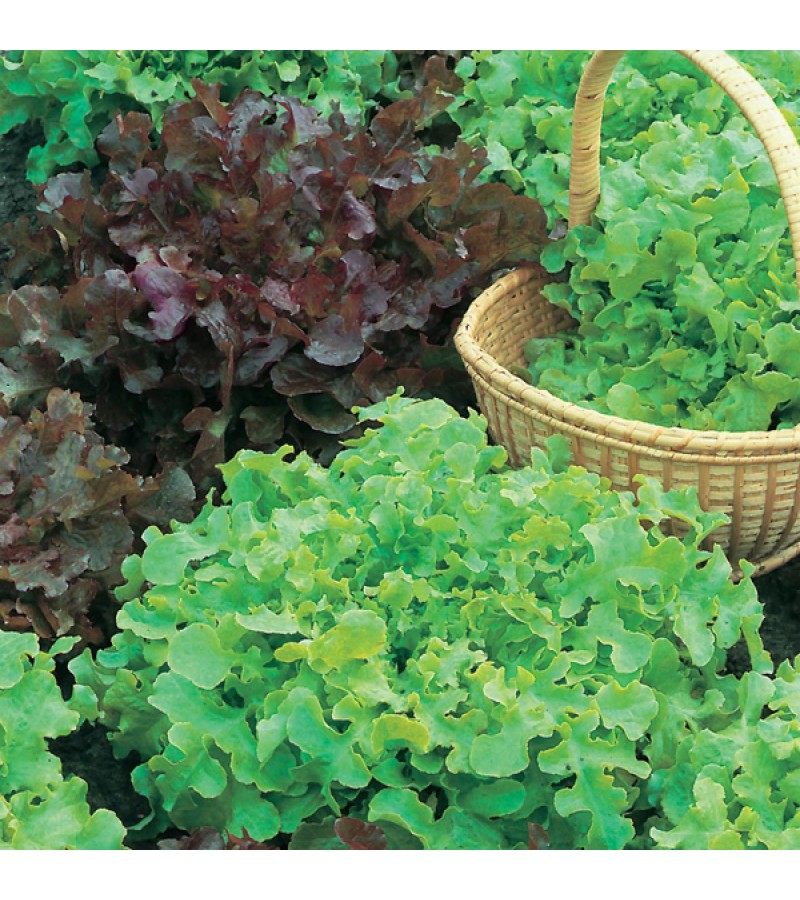 Mr Fothergill's Lettuce Red & Green Salad Bowl Mix (1250 Pack)