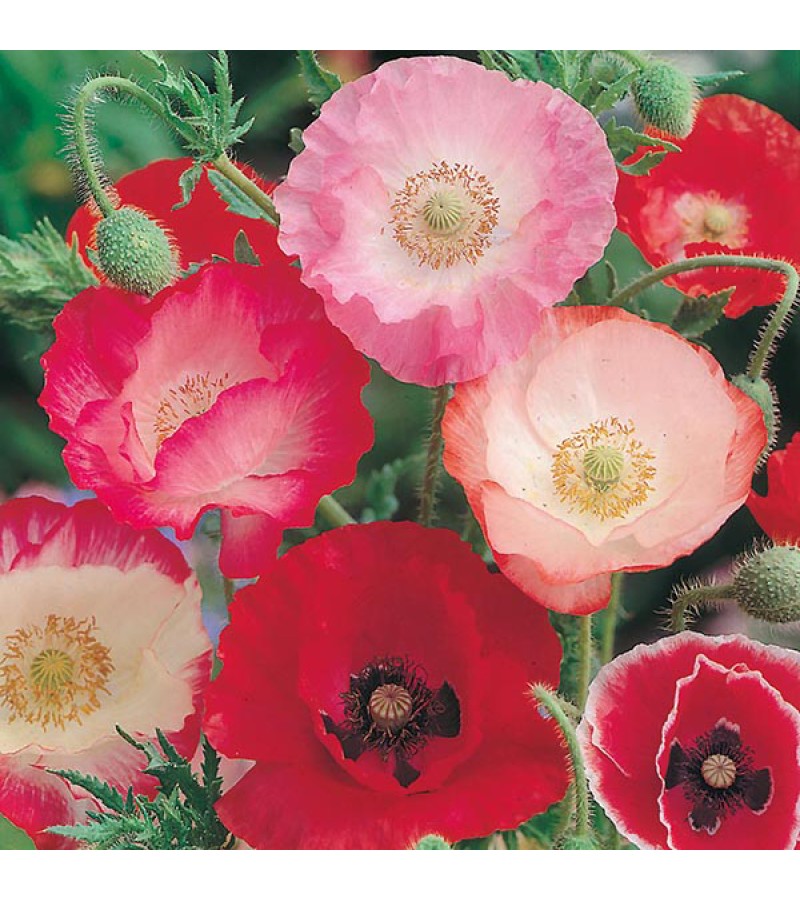 Mr Fothergill's Poppy Shirley Single Mixed Seeds (1500 Pack)