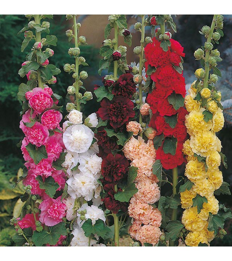Mr Fothergill's Hollyhock Chaters Double Mixed Seeds (50 Pack)