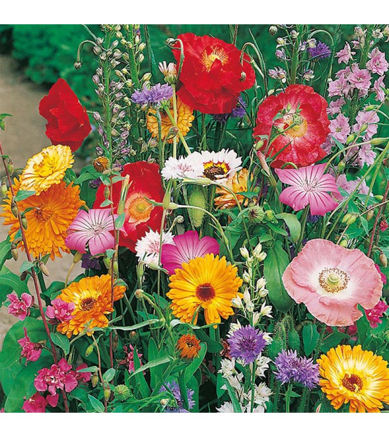 Mr Fothergill's Butterfly World Mixed Annuals Seeds