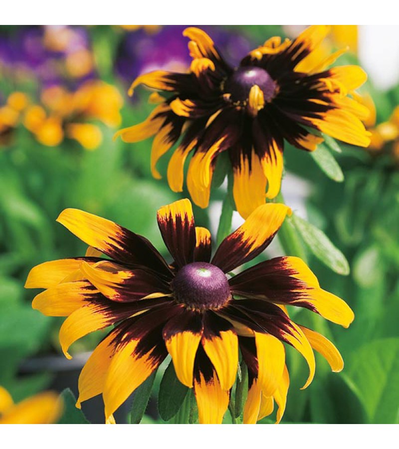 Mr Fothergill's Rudbeckia Aries Seeds (500 Pack)