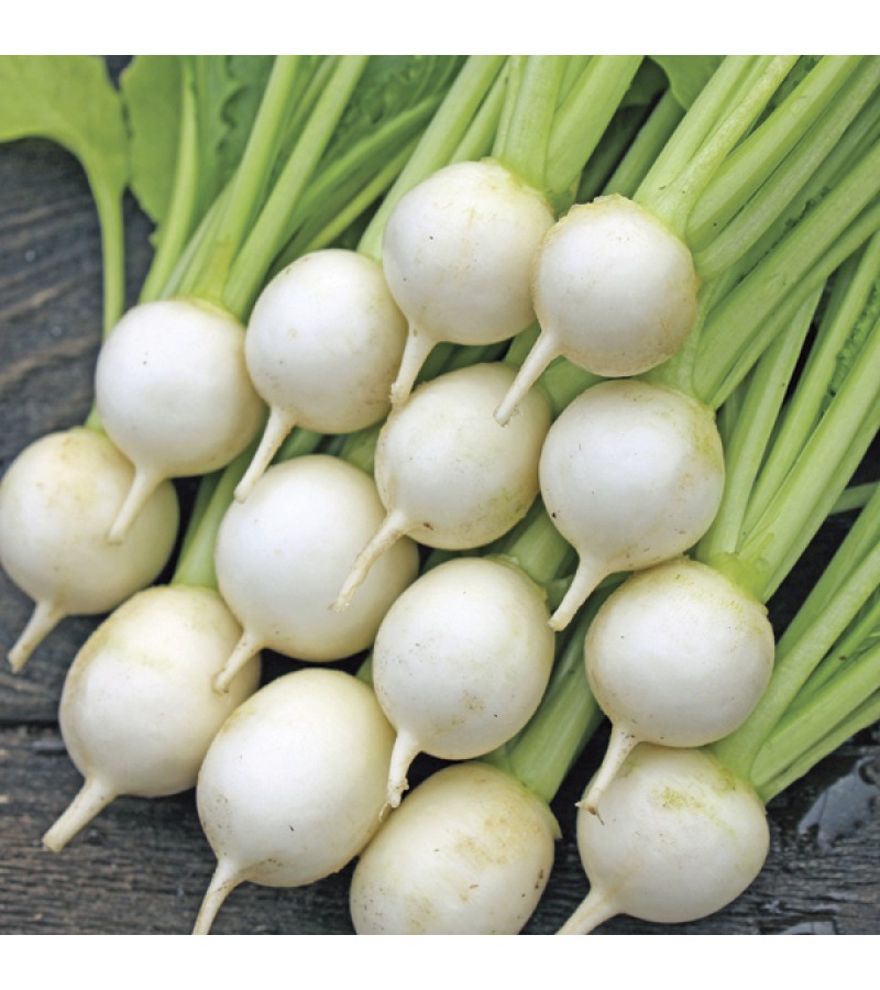 Mr Fothergill's Turnip Sweet Marble F1 Seeds (100 Pack)