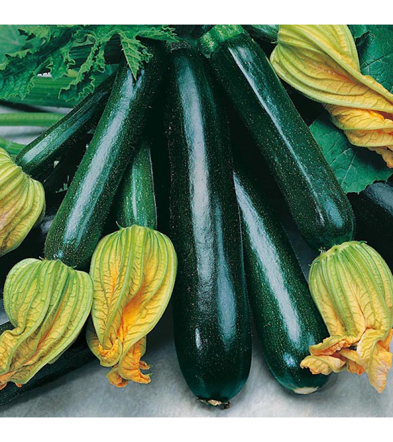 Mr Fothergill's Courgette Black Beauty Seeds (10 Pack)
