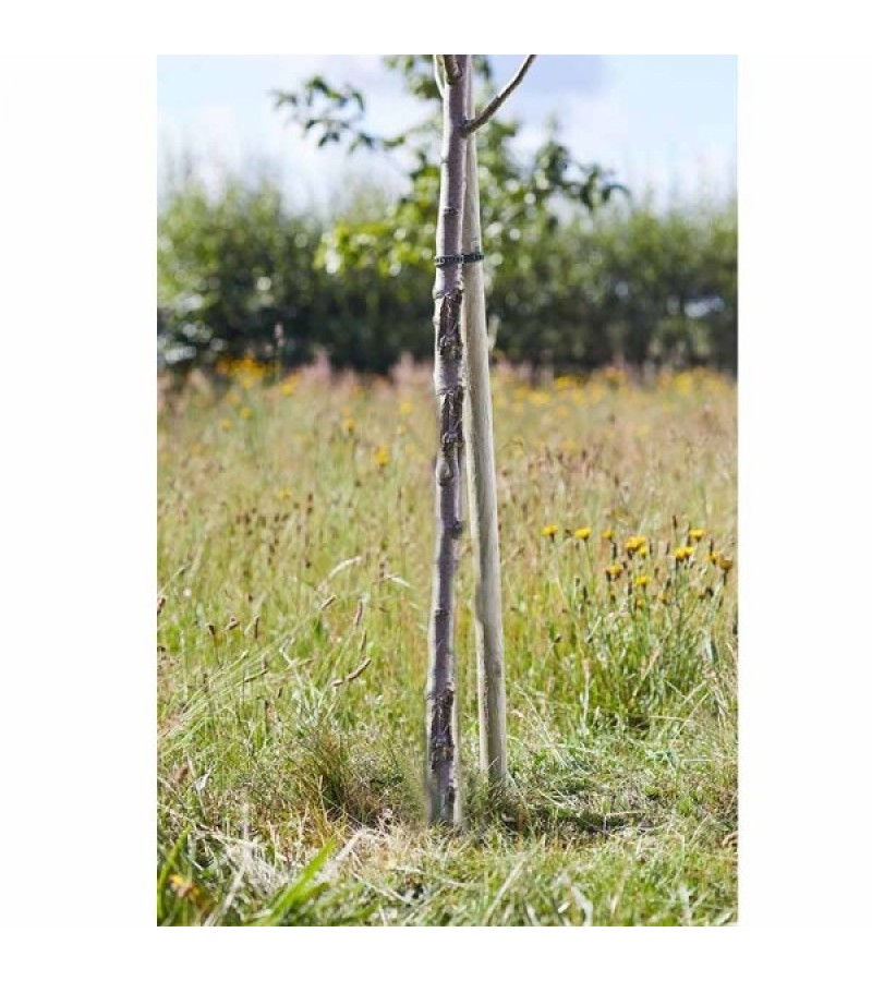 Smart Round Tree Stake 2.4m x 50mm