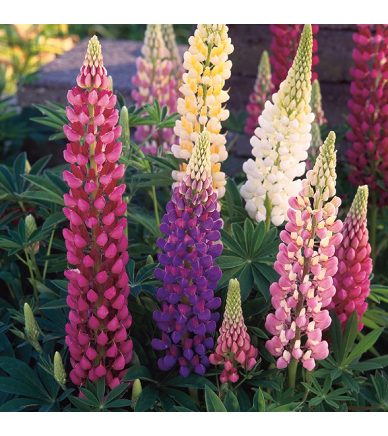 Mr Fothergill's Lupin Festival Mixed Seeds (30 Pack)