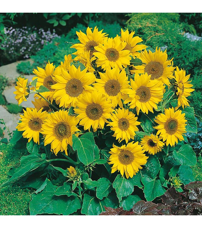 Mr Fothergill's Sunflower Little Leo (25 Pack)