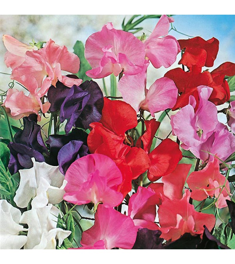 Mr Fothergill's Sweet Pea Tall Mixed Seeds (40 Pack)
