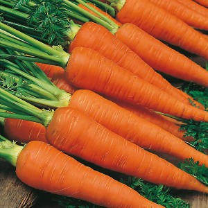 Mr Fothergill's Carrot Autumn King 2 Seeds (2000 Pack)
