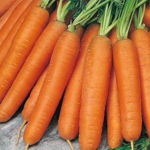 Mr Fothergill's Carrot Nantes 5 Seeds (2000 Pack)