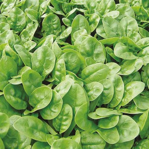 Mr Fothergill's Spinach Emilia F1 Seeds (300 Pack)