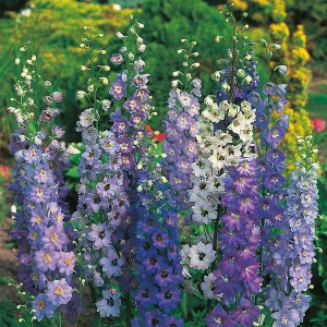 Mr Fothergill's Delphinium Pacific Giants Mixed (100 Pack)
