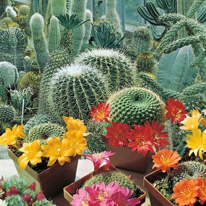Mr Fothergill's Cactus Flowers of the Desert