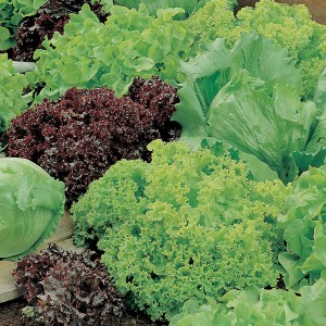 Mr Fothergill's Lettuce Headed Mixed Seeds (1000 Pack)