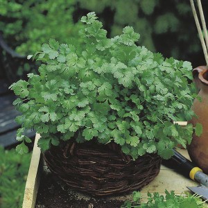 Mr Fothergill's Coriander Cilantro for Leaf (Organic) Seeds (150 Pack)